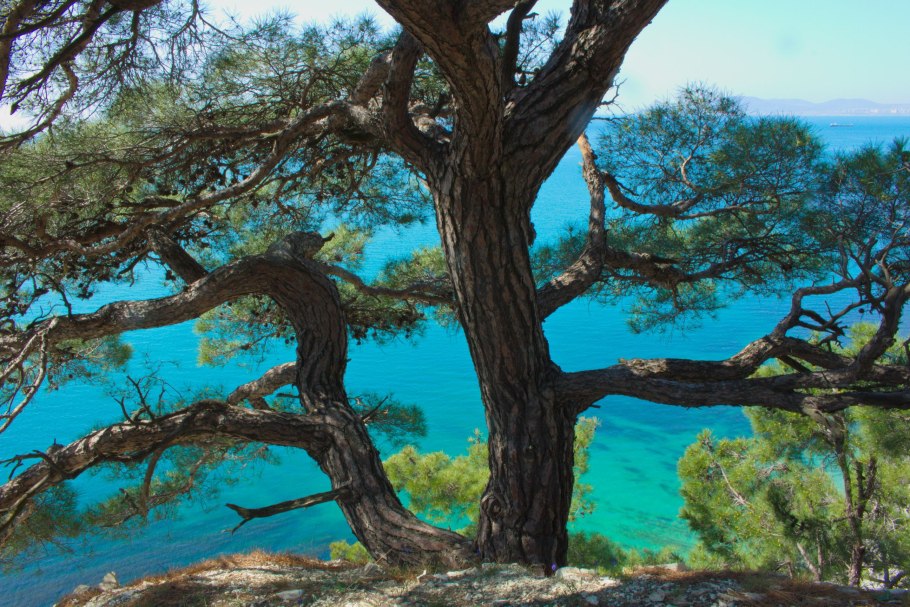 Пицундская сосна в геленджике