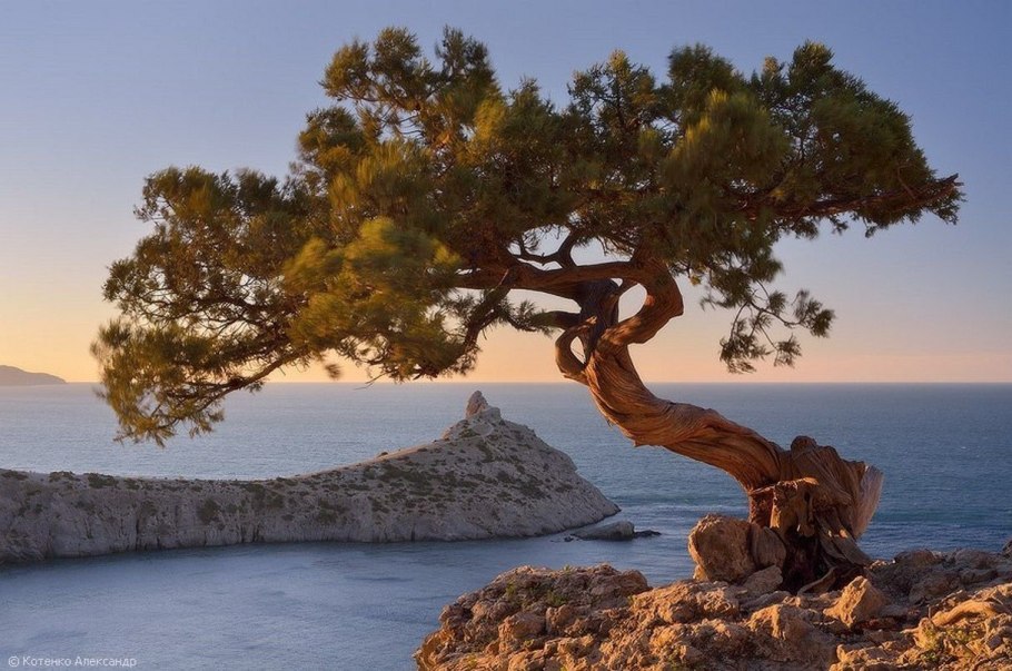 Новый свет крым можжевеловая роща