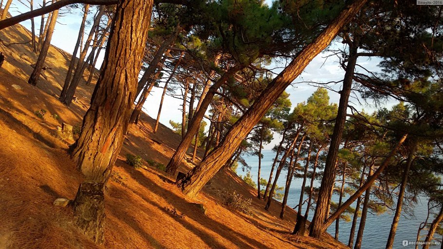 Шишкин сосна на скале