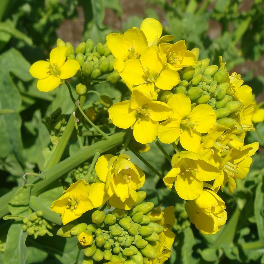Sinapis Alba горчица белая