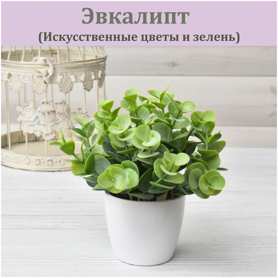 Эвкалипт Гунни семена
