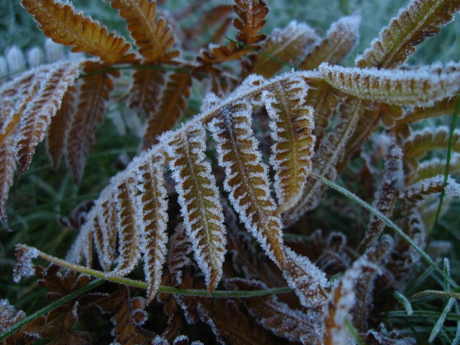 Зимующий папоротник