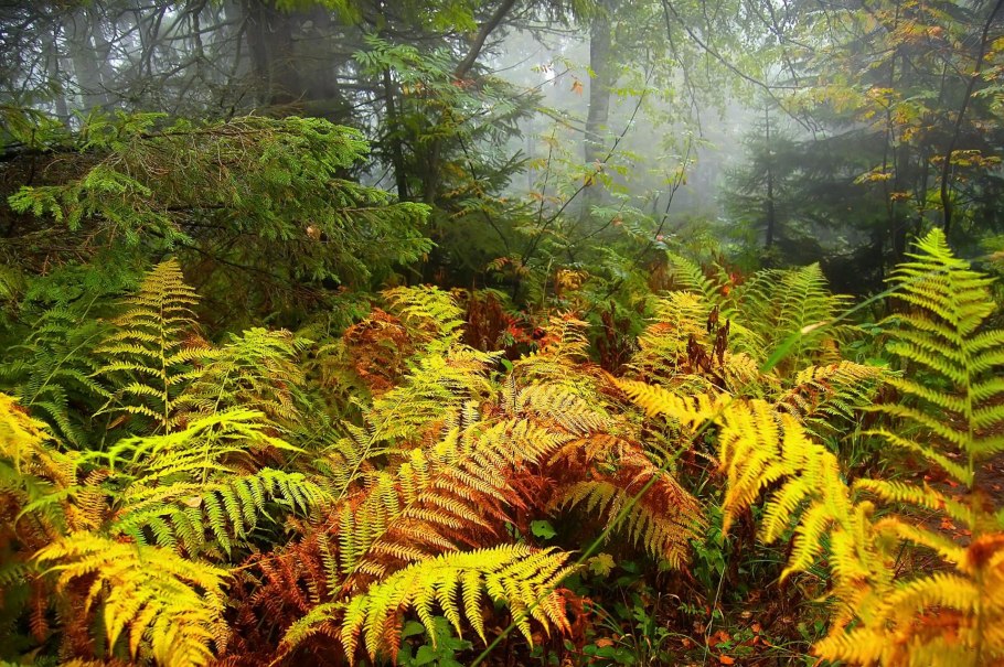 Папоротник осень