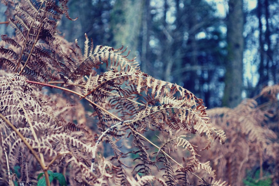 Bed of Bracken