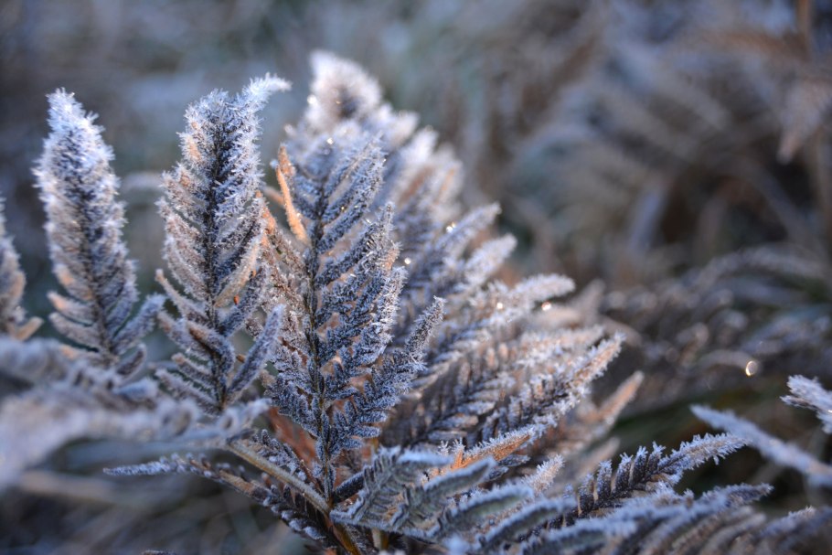 Первый снег в лесу
