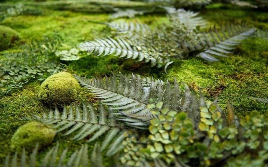 Зимующий папоротник