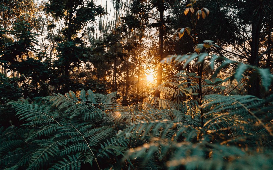 Осенние деревья в снегу