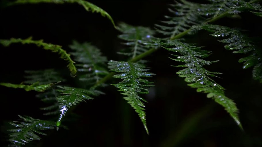 Осенние папоротники в лесу
