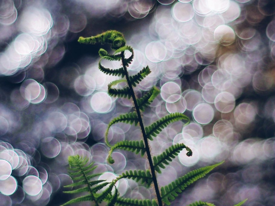 Папоротник зимой