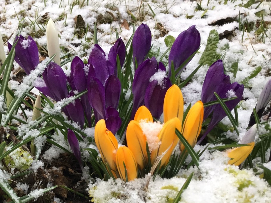 Первые весенние цветы крокусы