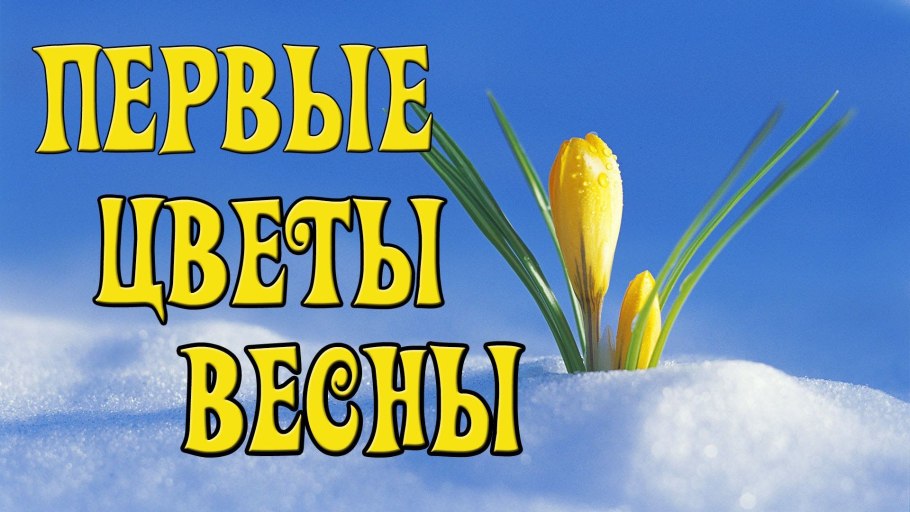 Подснежники под снегом