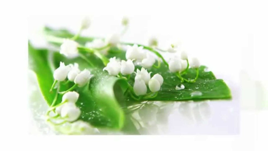 Цветы крокусы первоцветы