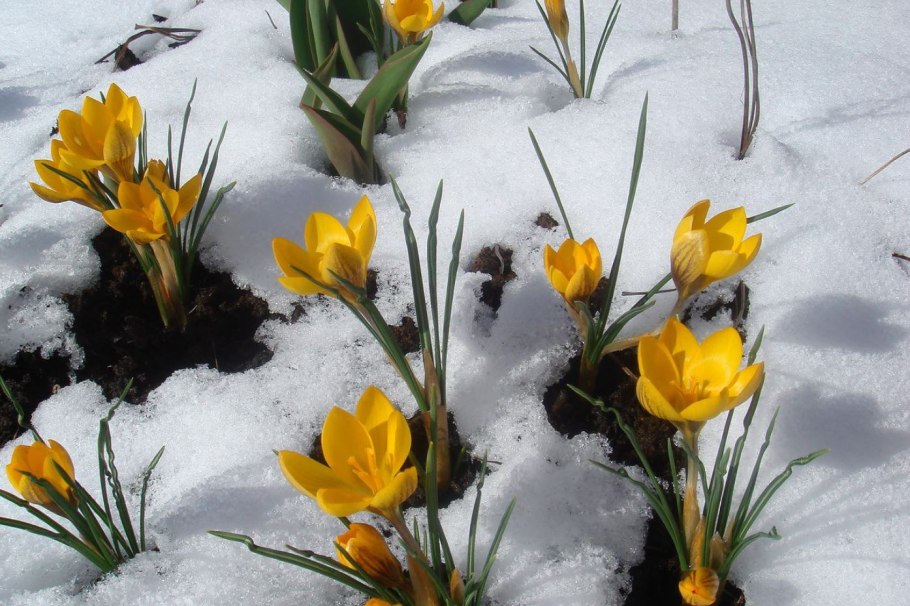 Подснежники в росе