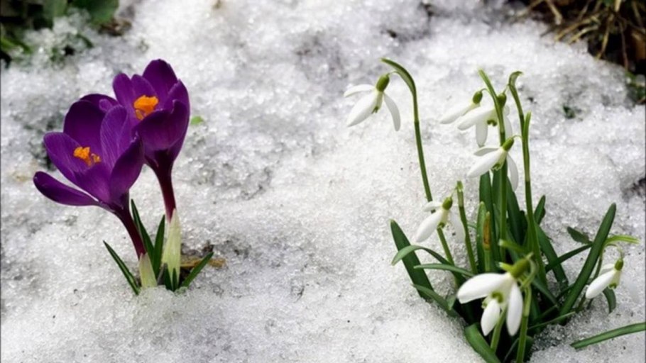 Ветреницы, печёночницы