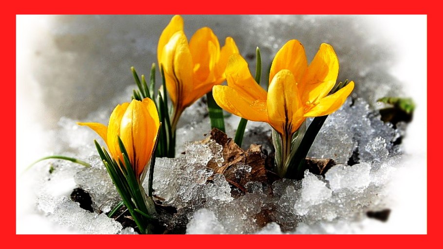 Красивые Ландыши