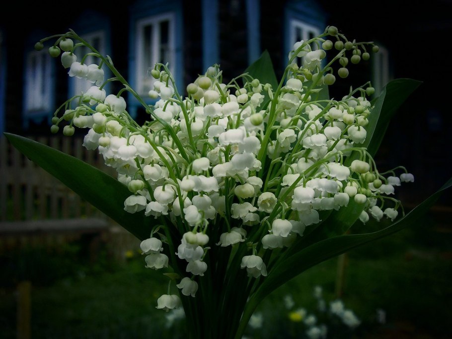 Ранняя Весна