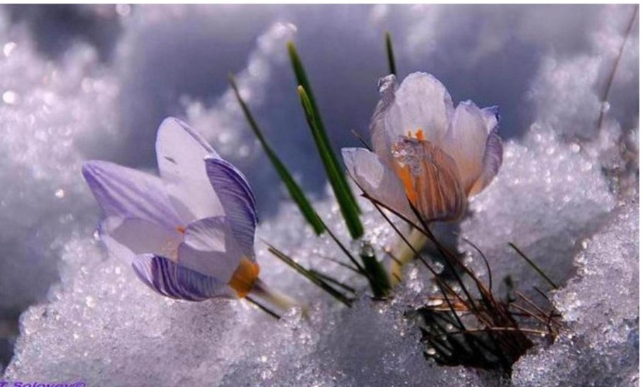 Приближение весны