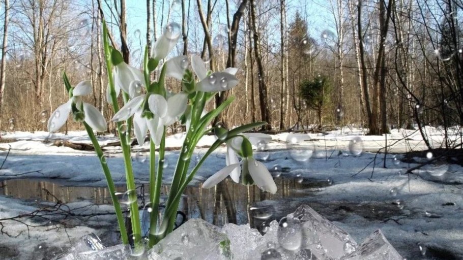 Марина Филатова Фотонатюрморты с подснежниками цветами