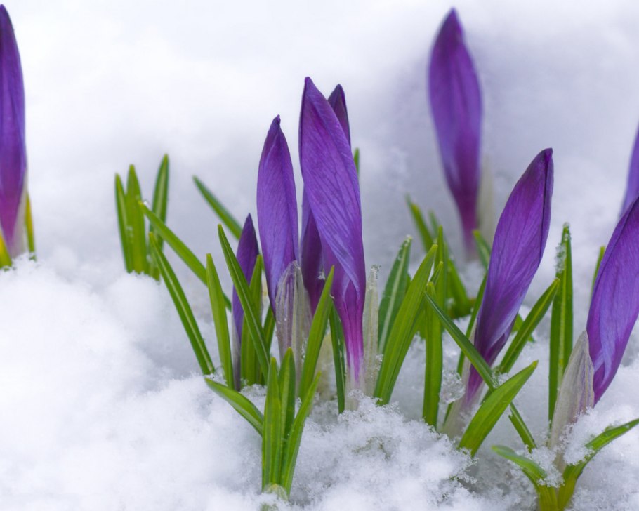 Подснежники из снега