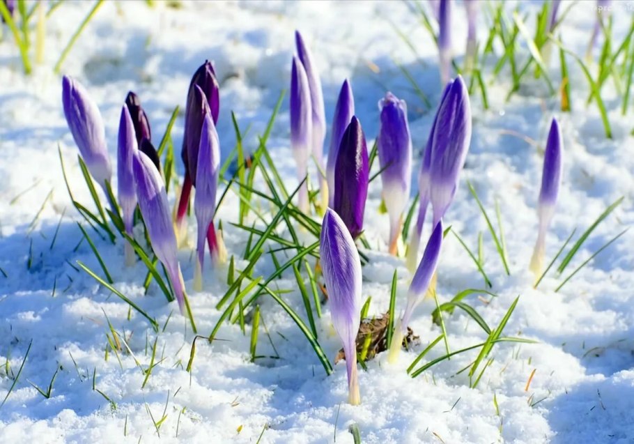 Первоцветы пролеска снег