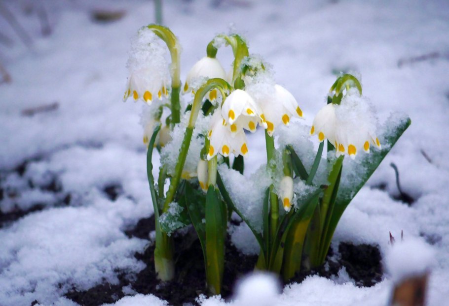 Первоцветы пролеска снег