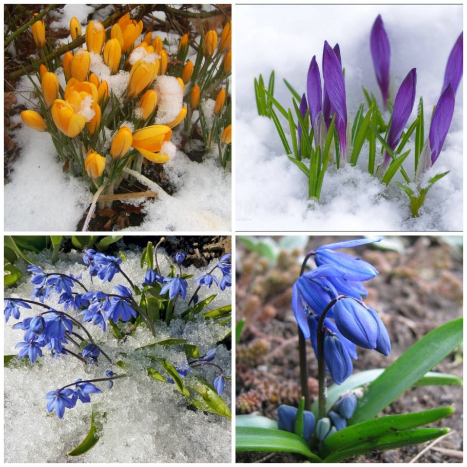 Первоцвет снежный