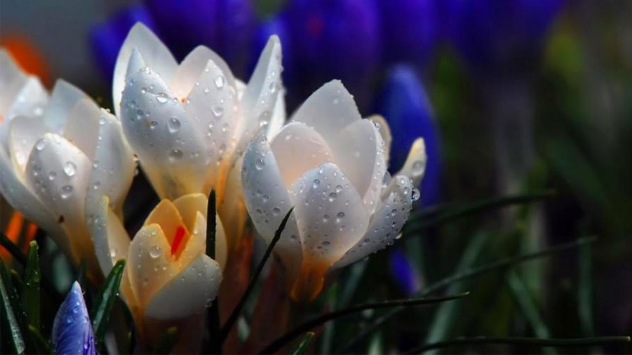 День подснежника