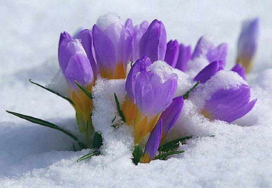 Первые весенние цветы