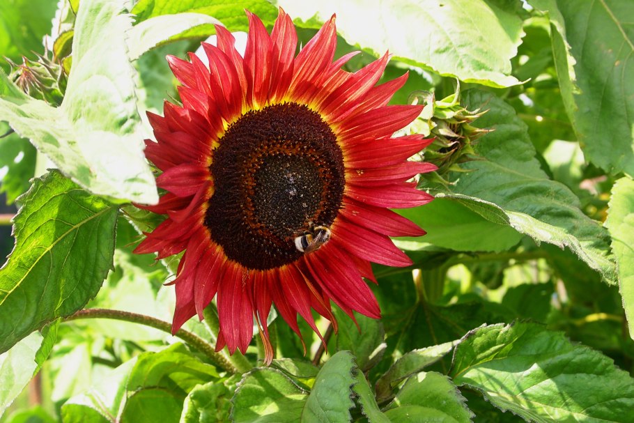 Helianthus annuus сорта