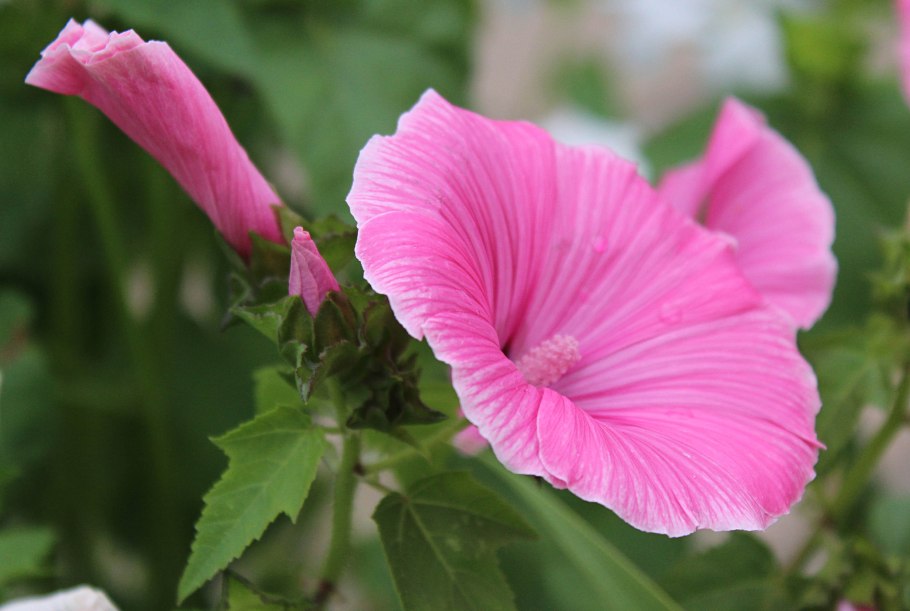 Лаватера Рубиновая Аэлита