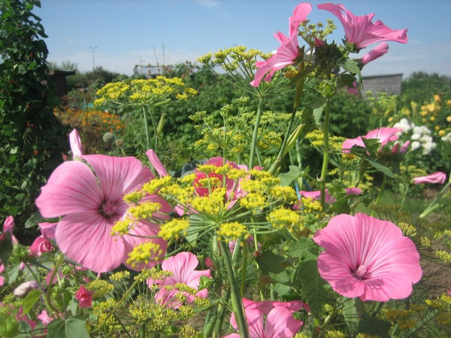 Мальва лаватера