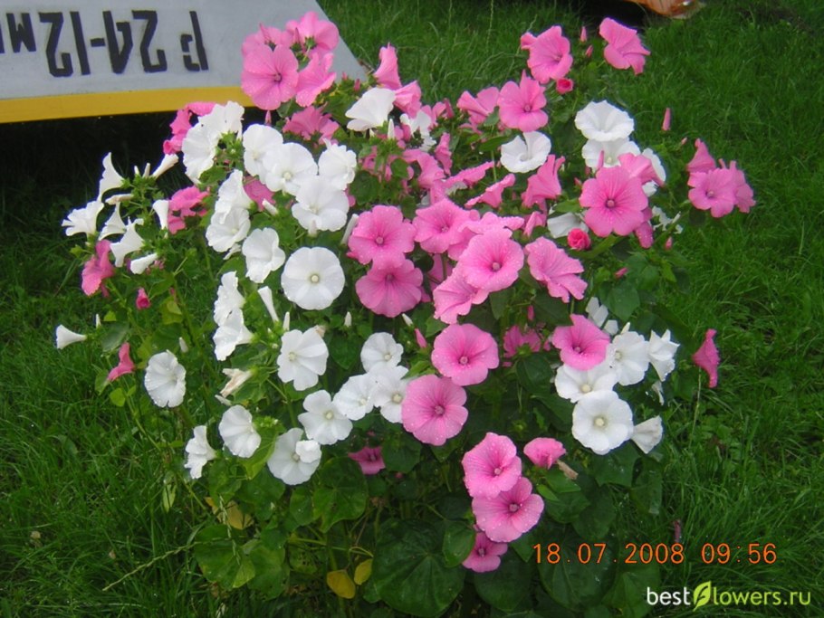 Семена лаватера Рубиновая Королева