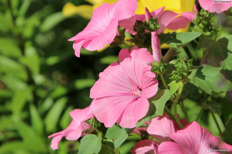 Петуния и лаватера