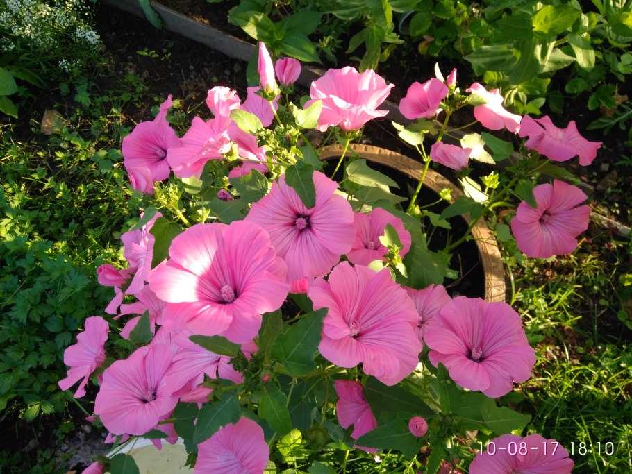 Лаватера срок хранения семян