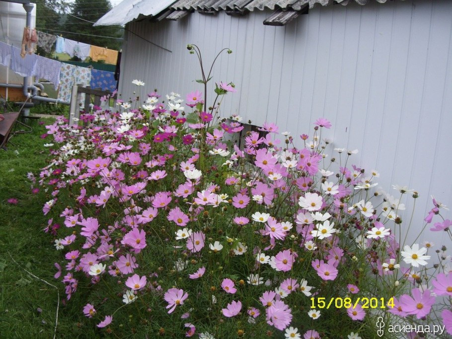 Мальва мускусная ( просвирник)