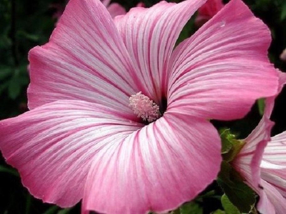 Лаватера хатьма