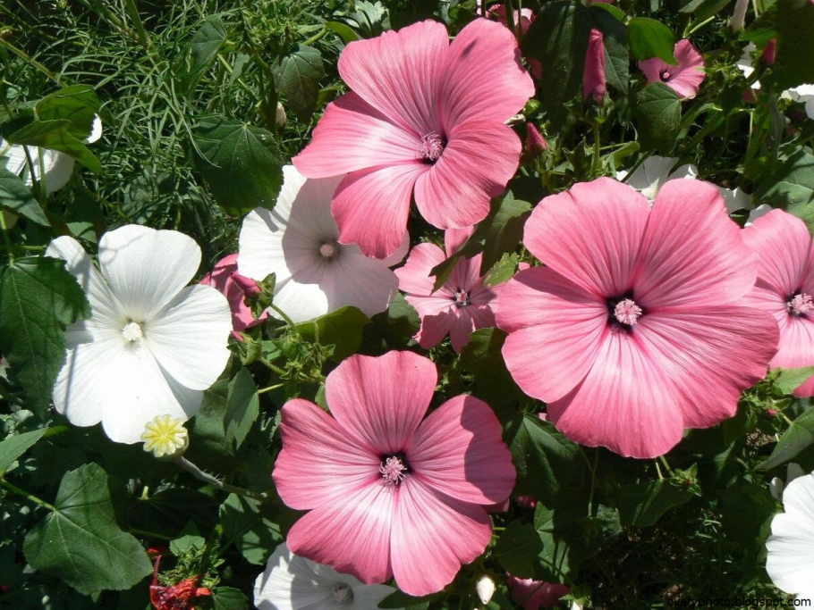 Мальва – Alcea rosea