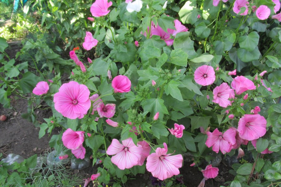 Космея лаватера