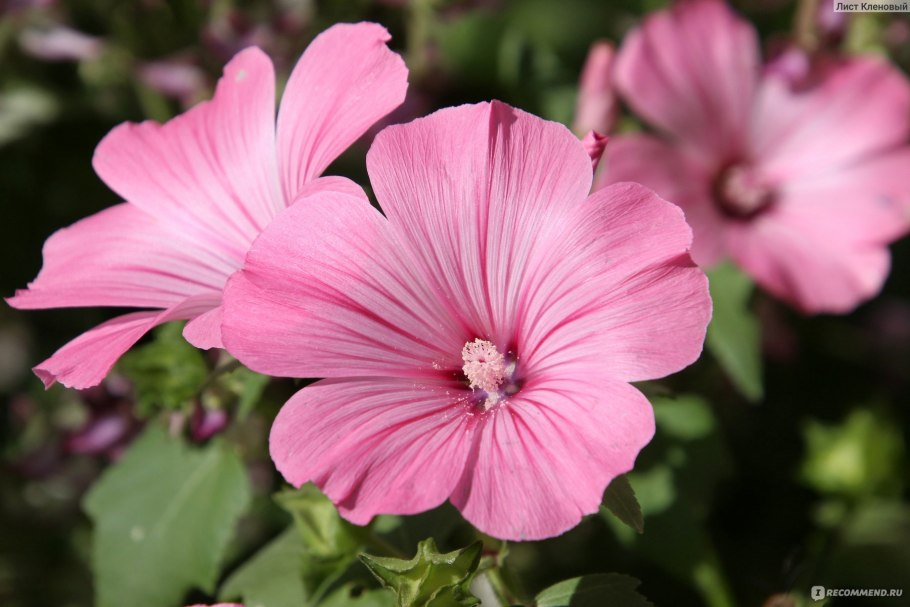Мальва (хатьма тюрингенская, Lavatera thuringiaca l.)