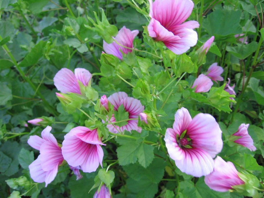 Лаватера Рубин 0,5 г