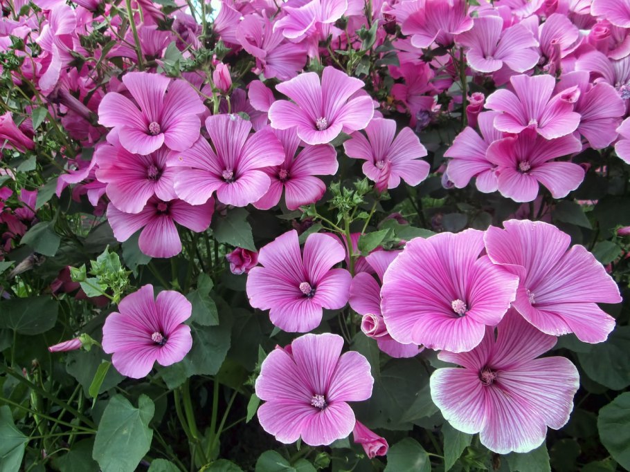 Хатьма тюрингенская