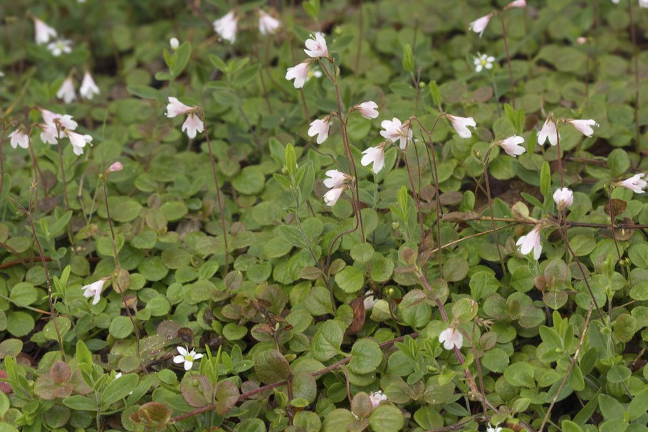 Адокса мускусная