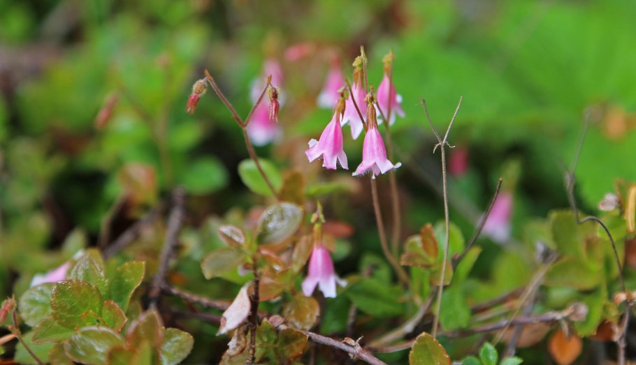 Линнеи Linnaea Borealis зеленое макро