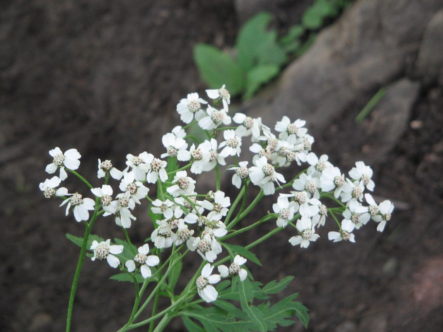 Linnaea Borealis ареал