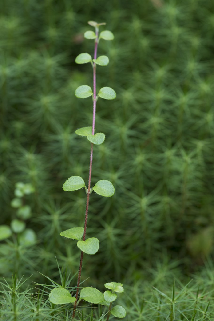 Растение Линнея Северная