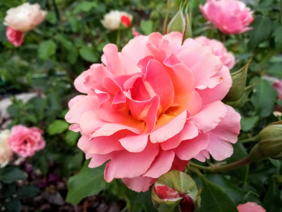 Роза флорибунда Жан Кокто