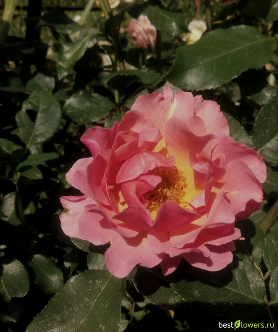 Роза флорибунда Jean Cocteau