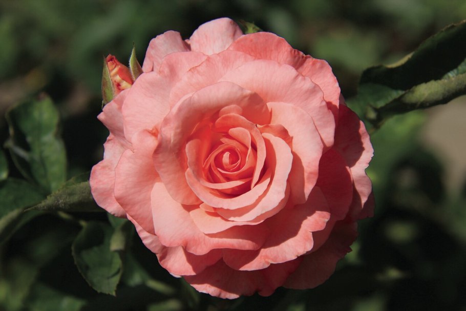 Роза Санрайз флорибунда