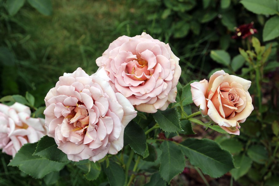 Роза Кинко де Майо