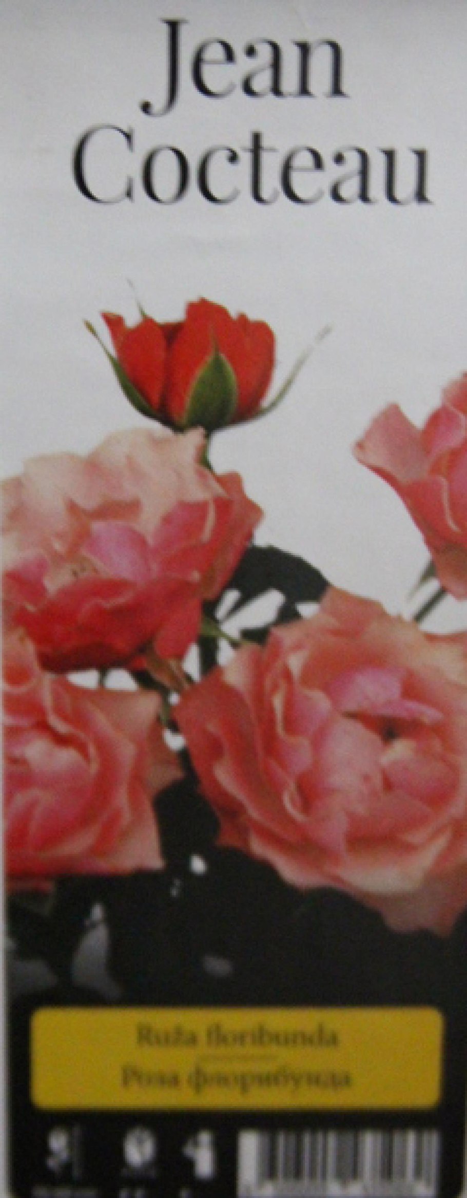 Sommerfreude роза